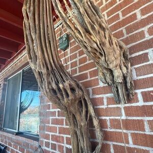 Saguaro Ribs sanded finished and ready to hang